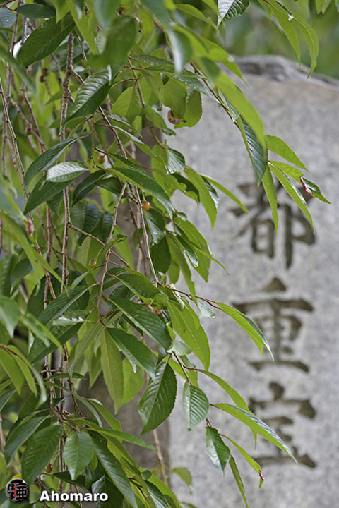 写真00