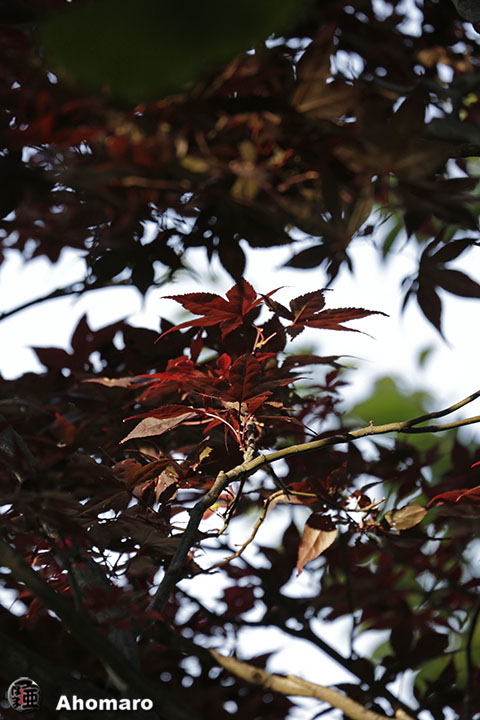 写真00