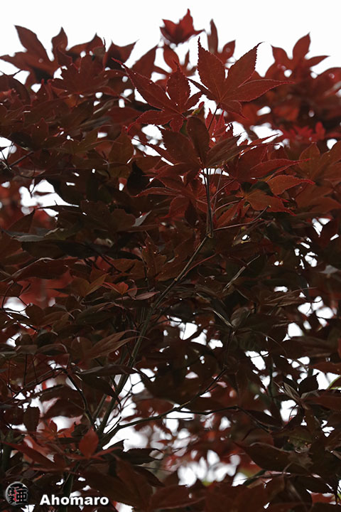 写真00