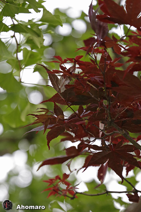 写真00