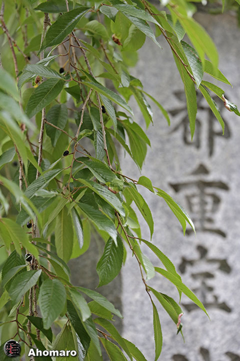 写真00