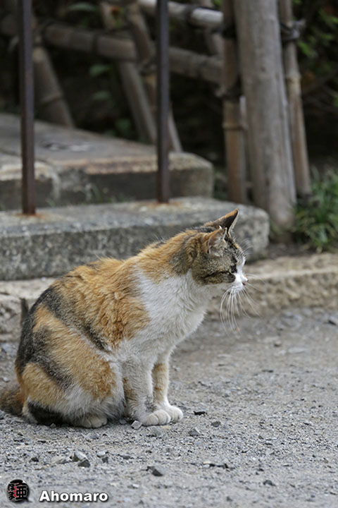 写真00