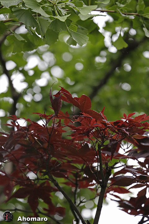 写真00