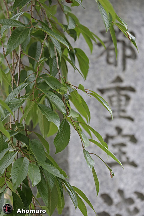 写真00