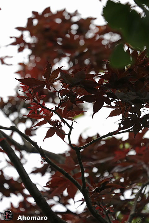 写真00