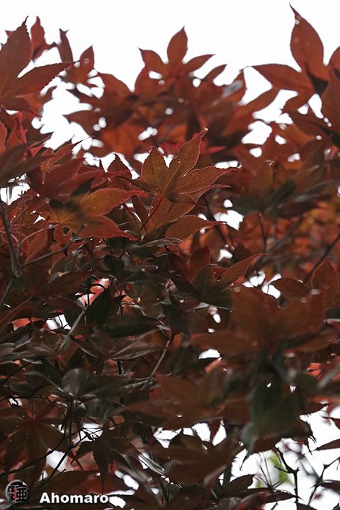 写真00