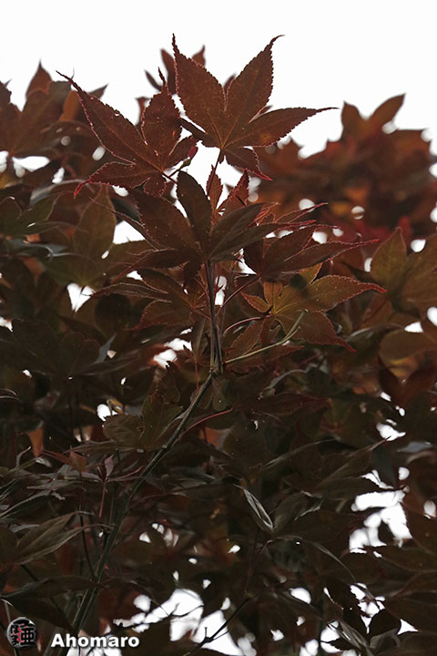 写真00