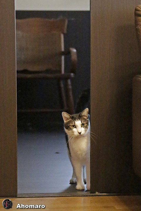 ʐ^00