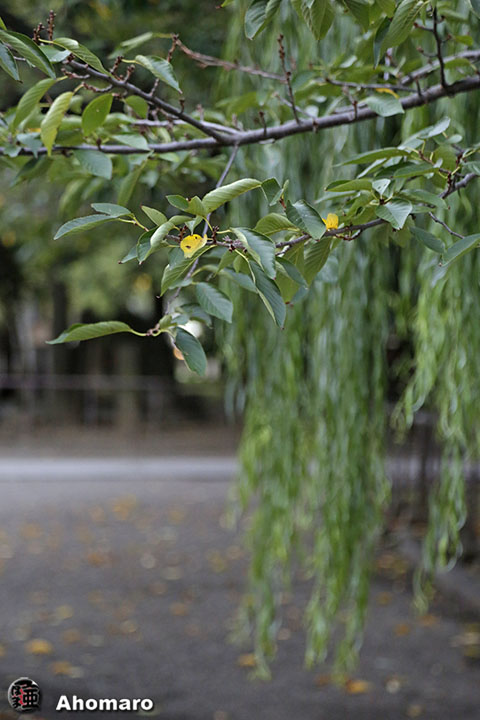 写真00