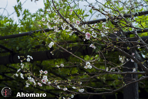 写真00
