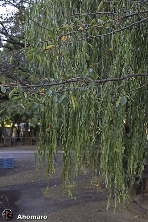 写真00