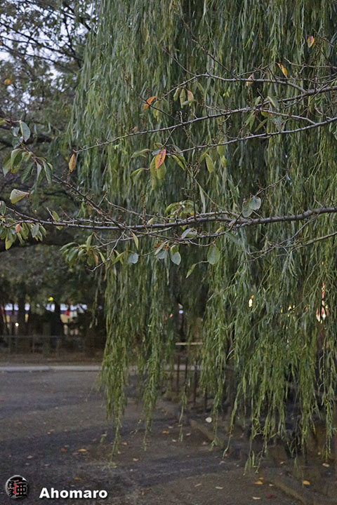 写真00