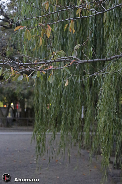 写真00