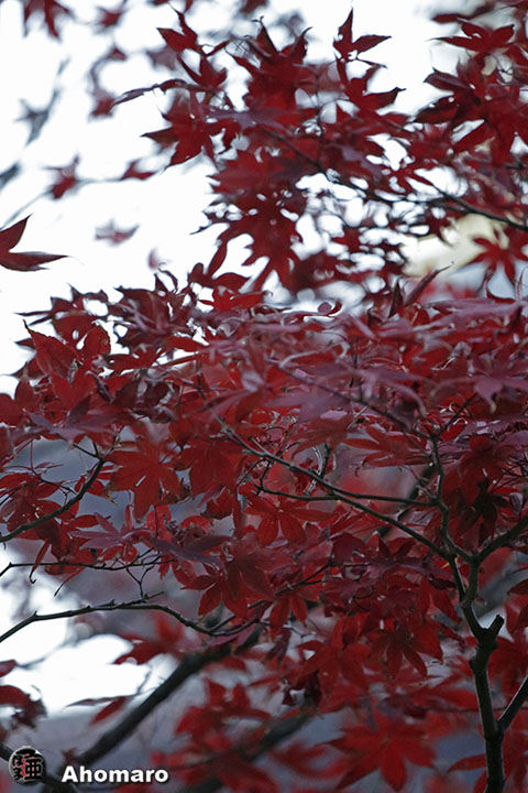 写真00
