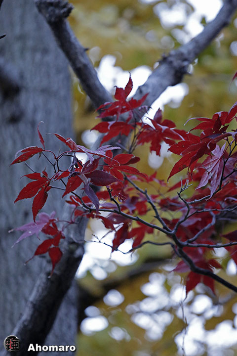 写真00