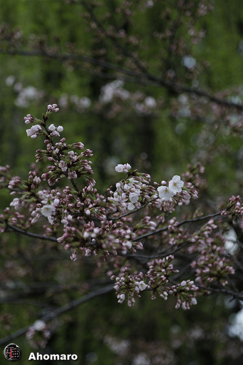 写真00