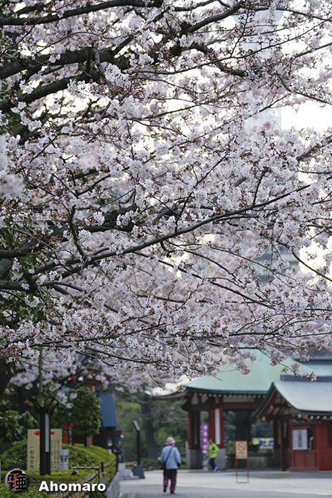 写真00
