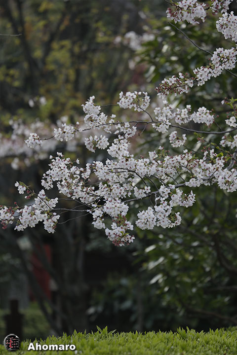 写真00