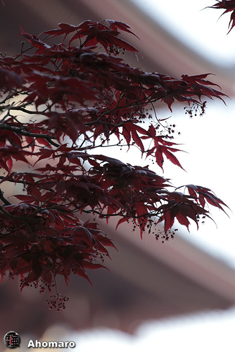 写真00