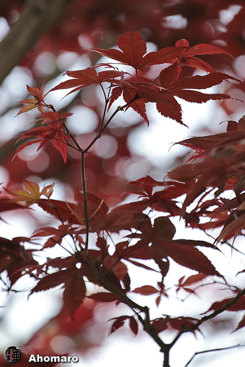写真00