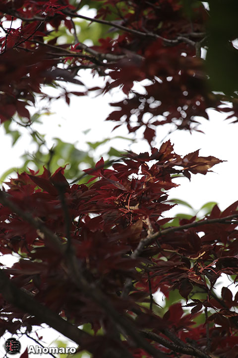 写真00