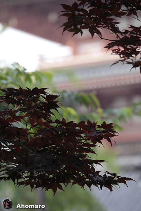 写真00