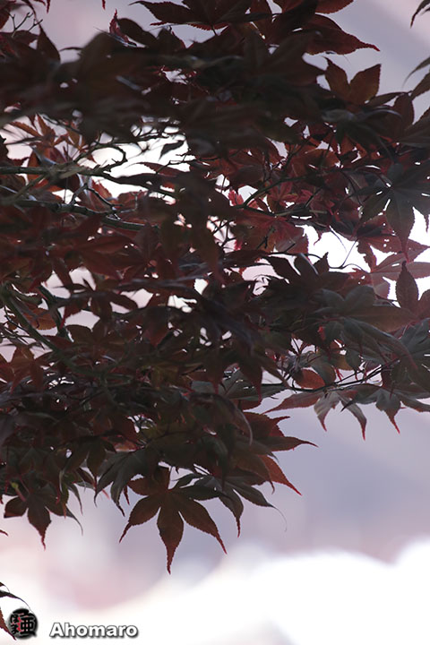 写真00