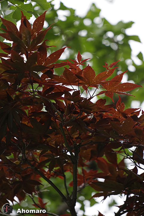写真00