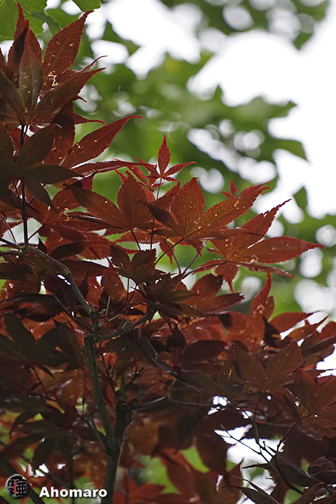 写真00