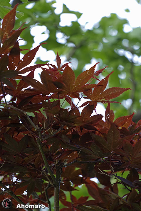 写真00