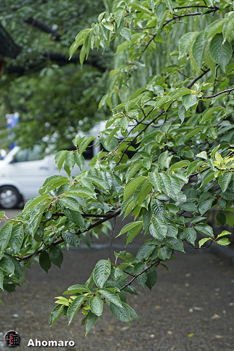 写真00