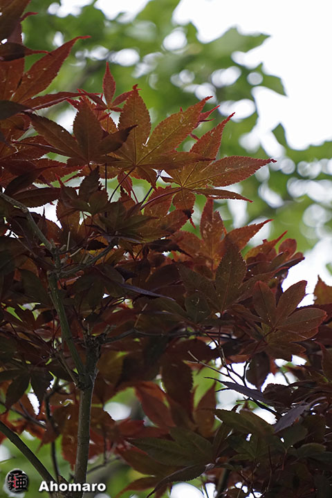 写真00
