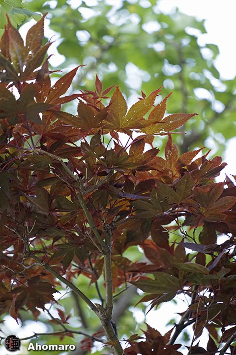 写真00