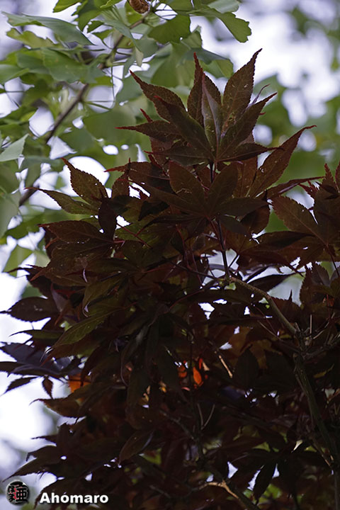 写真00