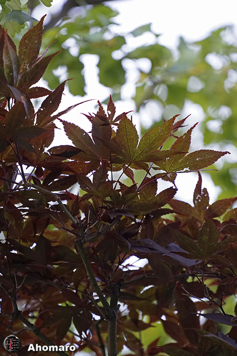 写真00