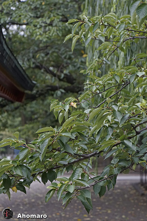 写真00