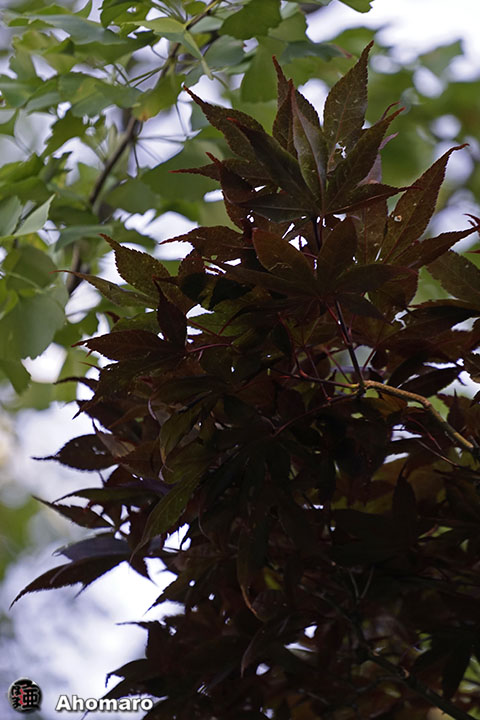写真00