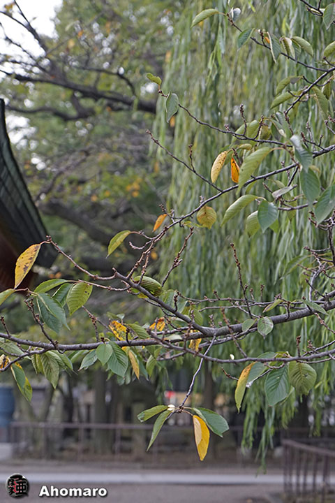 写真00