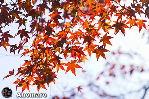写真00