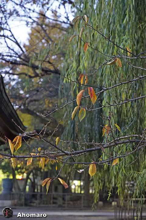 写真00
