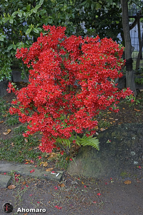 写真00
