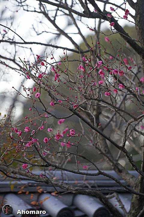 写真00