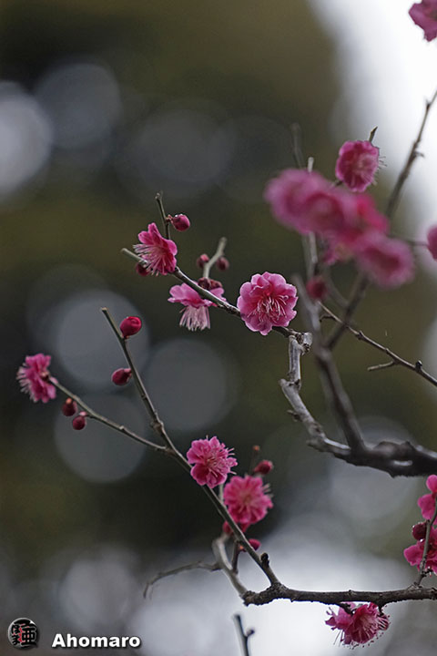 写真00