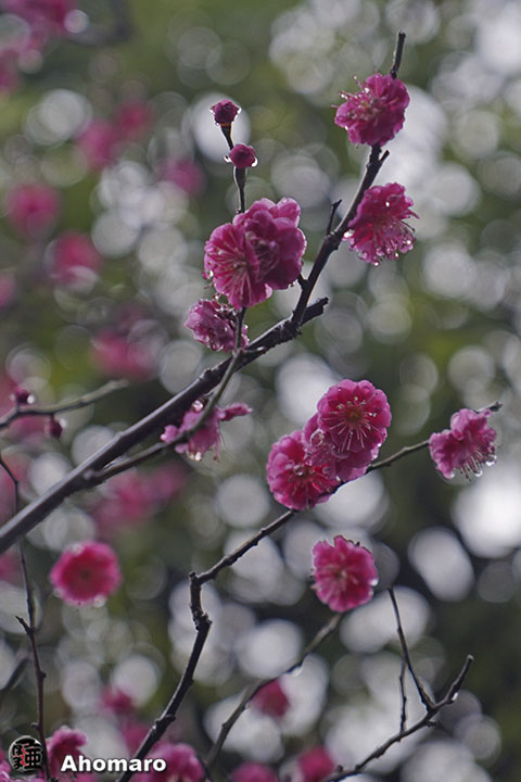 写真00