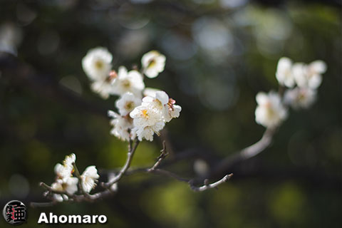写真00