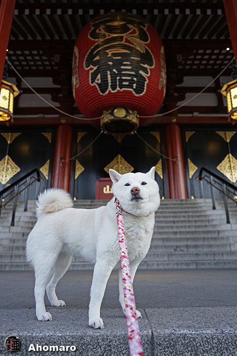 韓国 人 秋田 犬