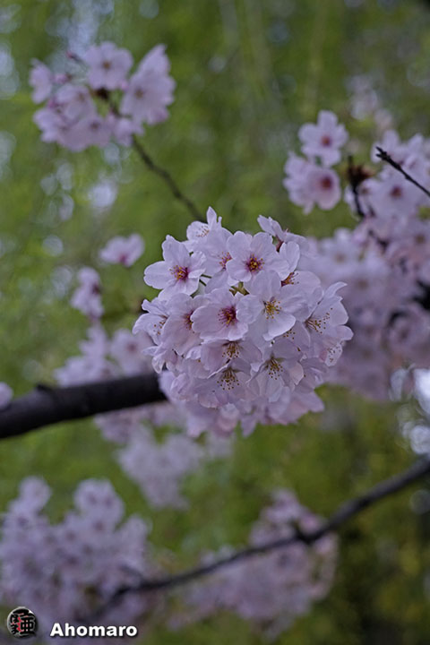写真00