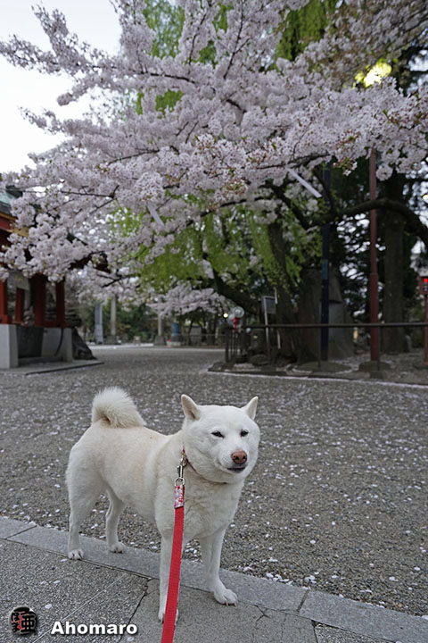 写真00