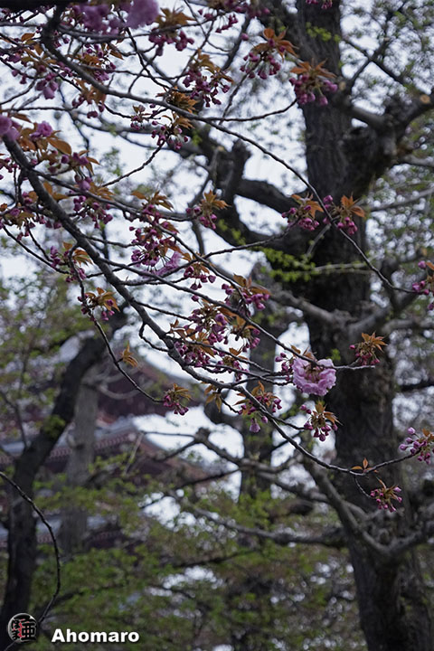 写真00
