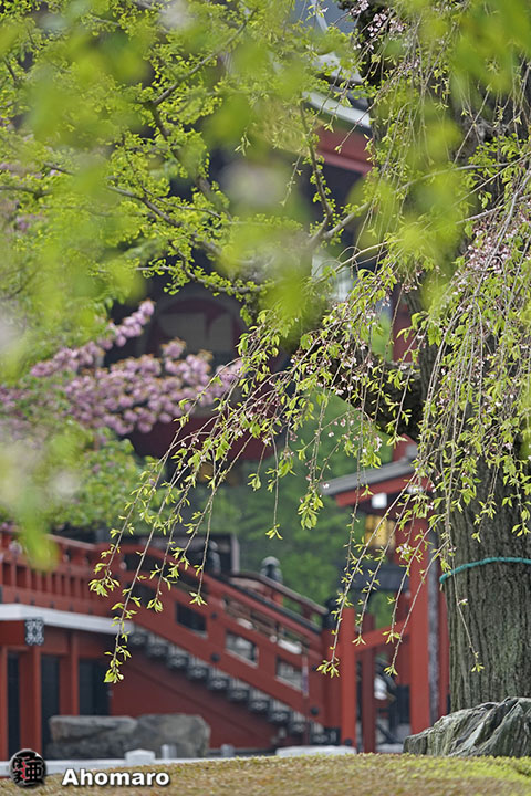 写真00